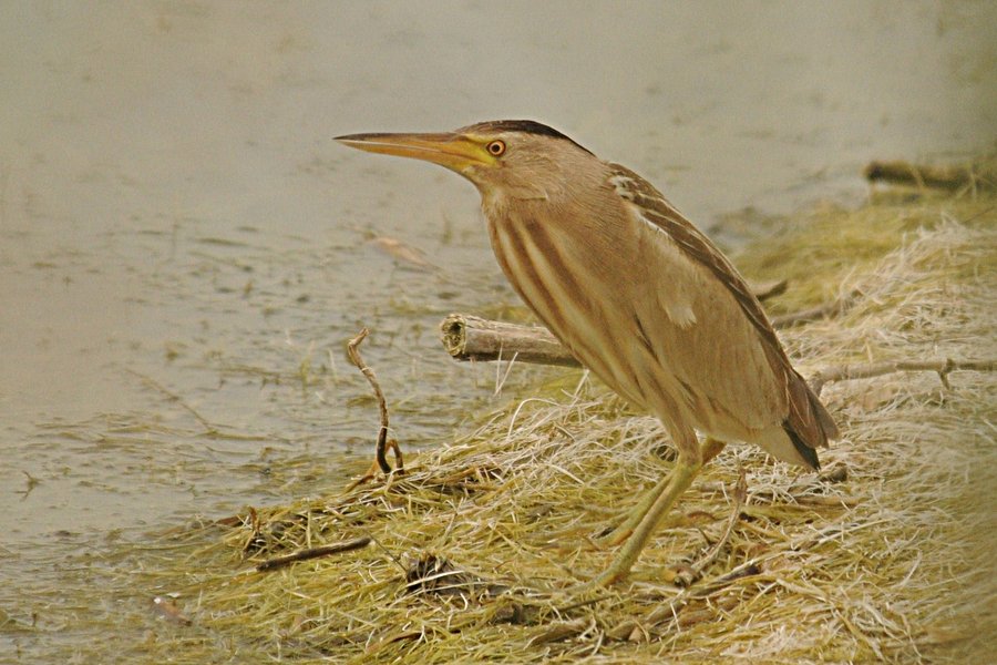 Birds of Saudi Arabia Little Bittern again Dhahran Hills
